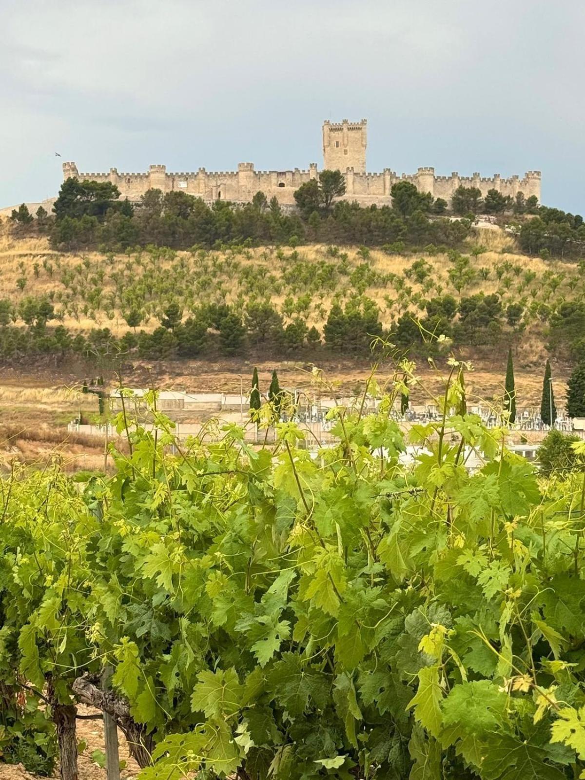 Finca Entrevinedos De Bodegas Marcos Peñafiel Екстериор снимка